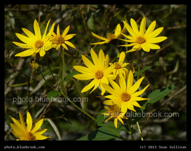 Cheery Flowers - Beaver Brook Reservation, Waltham MA