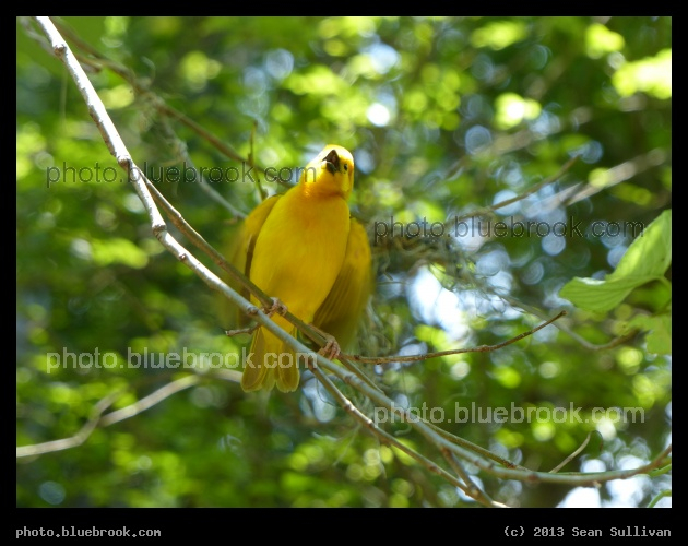 Wings Aflutter - Golden Weaver, Dallas Zoo, Dallas TX