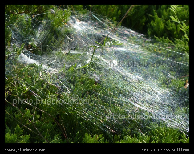 Shimmering Spiderweb - Grafton, MA