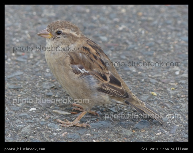 Sparrow - Waltham, MA