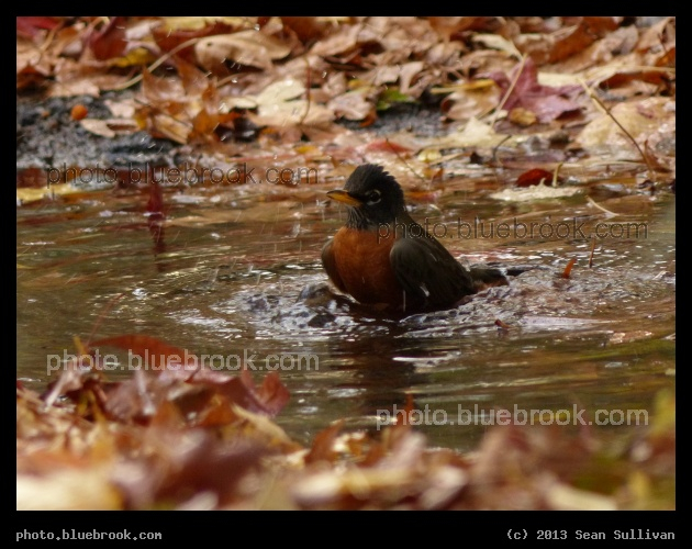 Bathing Robin - Houghton Garden, Newton MA