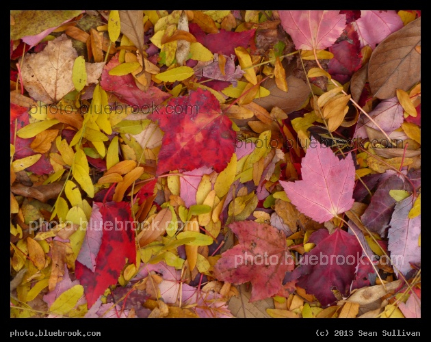 Autumn Carpet - Brookline, MA
