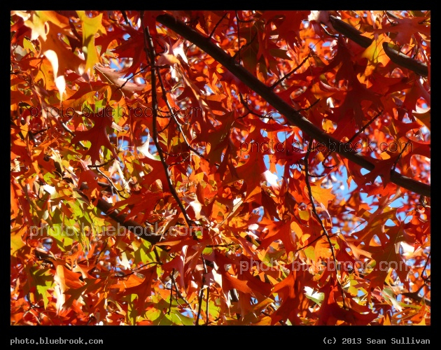Red-Orange Leaves - University Park, Cambridge MA