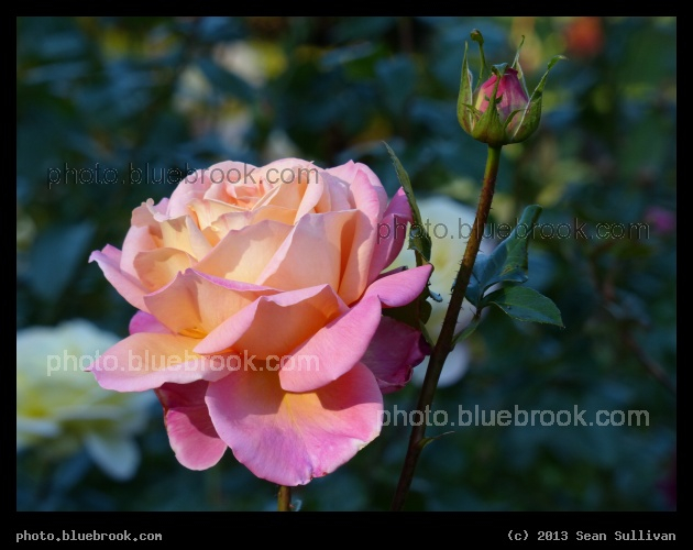 Multicolored Rose - Public Garden, Boston MA