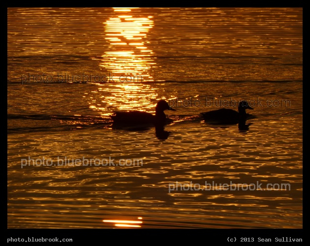 Ducks in the Sunlight - Chestnut Hill Reservoir, Boston MA