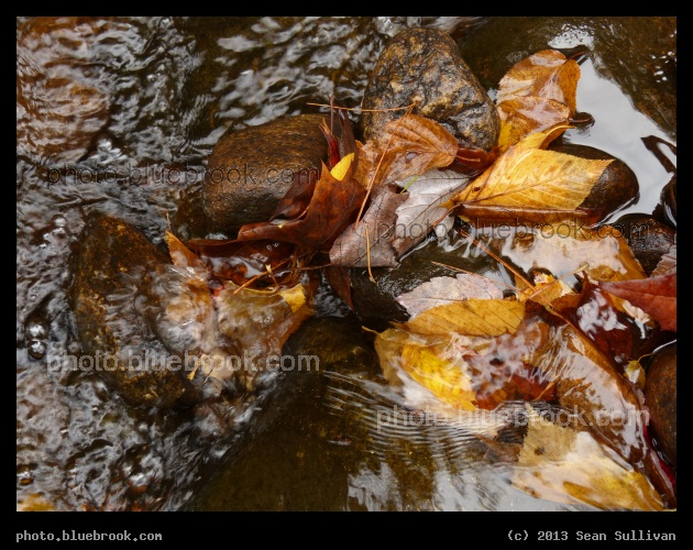 Leaf Trap - Willard Brook, Ashby MA
