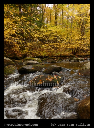 Stream under Yellow Leaves - Willard Brook, Ashby MA