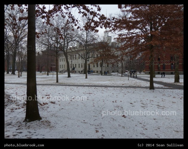 Snow in the Yard - Harvard Yard, Cambridge MA