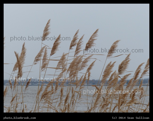 Grasses before the Winter Storm - Delaware River from Battery Park, New Castle DE