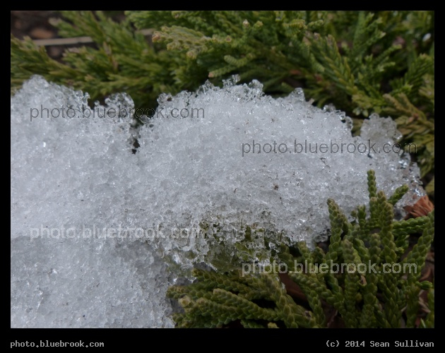 Ice and Shrubbery - Somerville, MA