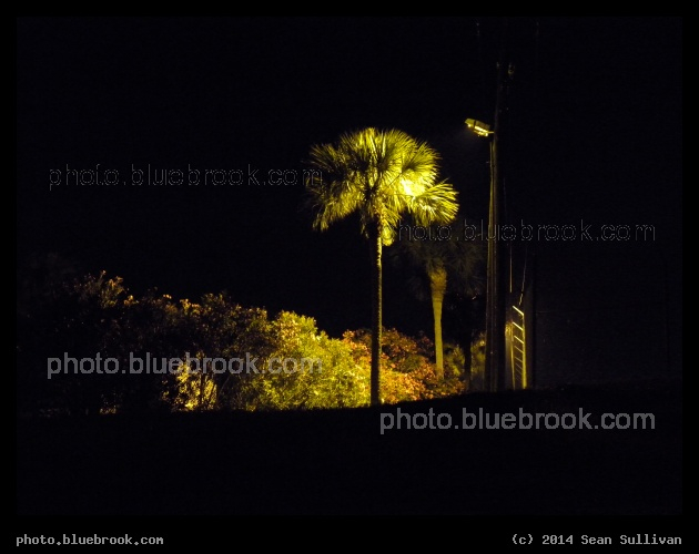 Highlighted Palm Tree - Brevard County, FL