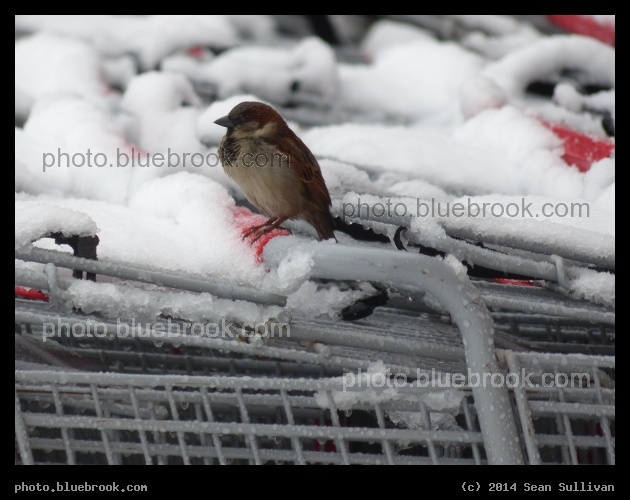 Winter Sparrow - Shopping carts ouside K-Mart at Assembly Square, Somerville MA
