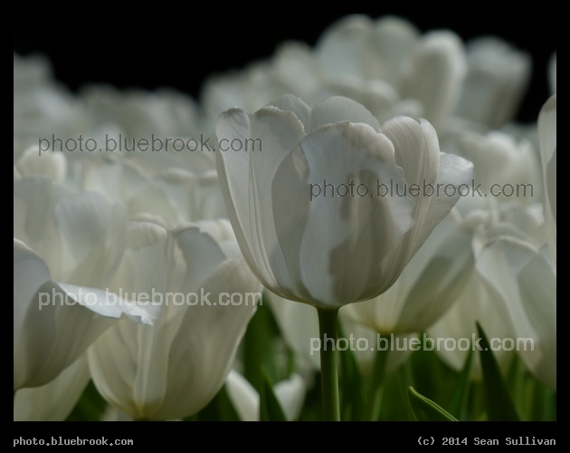 White Tulip - Boston Flower Show 2014, Boston MA