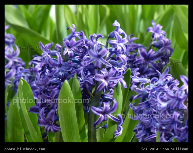 Hyacinth - Boston Flower Show 2014, Boston MA
