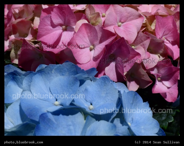 pH Confusion - Hydrangea (which changes hue in accordance with soil chemistry), Boston Flower Show 2014, Boston MA
