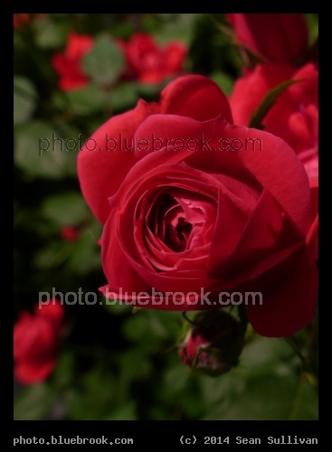 Red Rose - Boston Flower Show 2014, Boston MA