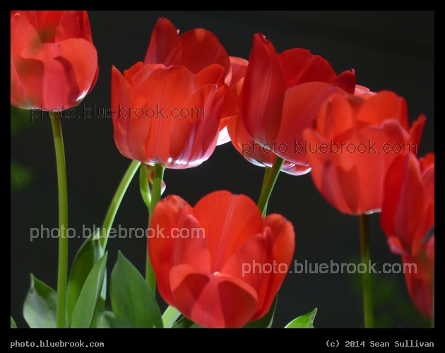 Arc of Tulips - Boston Flower Show 2014, Boston MA