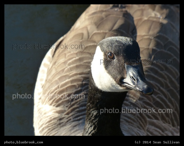 Portrait of a Goose - Mystic River Reservation, Medford MA