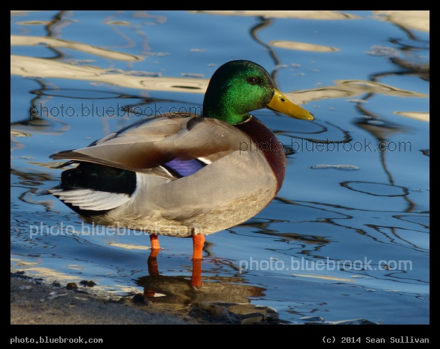 Shiny Duck - Mystic River Reservation, Medford MA