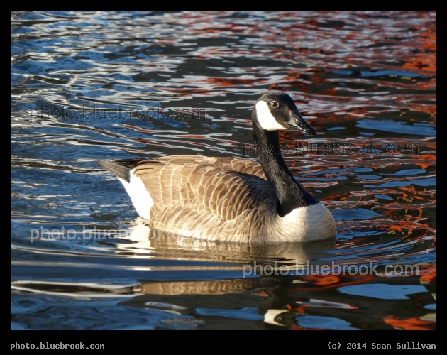 Goose on Red and Blue Swirls - Mystic River Reservation, Medford MA