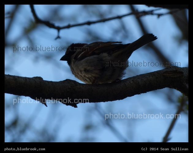 Soft Sparrow - Cambridge MA