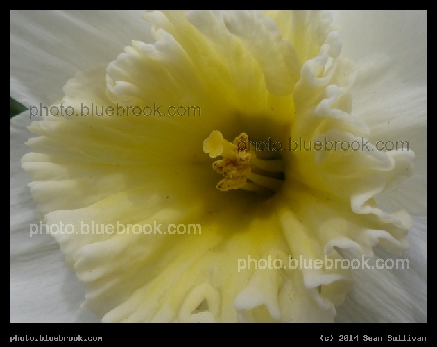 Center of a Daffodil - Somerville MA