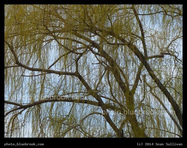 Willow at Oak Grove - Medford/Malden MA