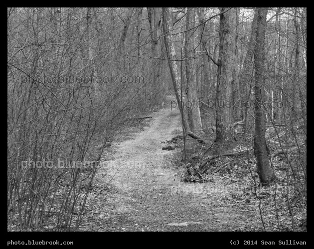 April in the Woods - Middlesex Fells Reservation, Melrose MA