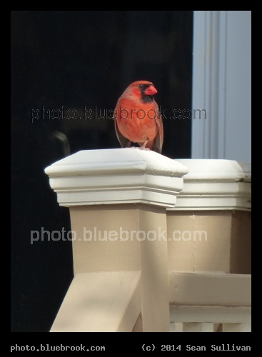 Cardinal on a Post - Somerville MA