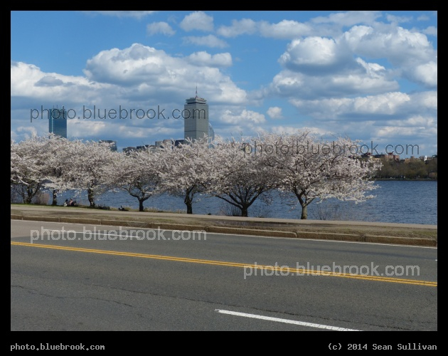 Spring comes to Memorial Drive - Memorial Drive, Cambridge MA