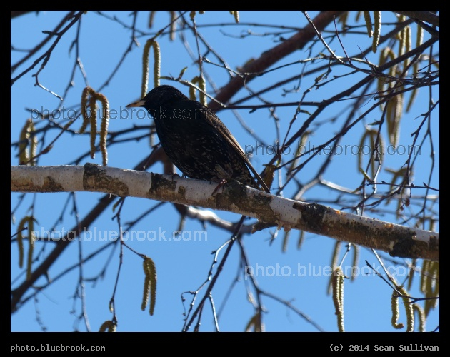 Starling with Catkins - Somerville MA