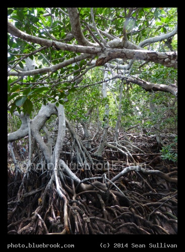 Tangled Roots - Mangroves, Islamorada, Florida Keys