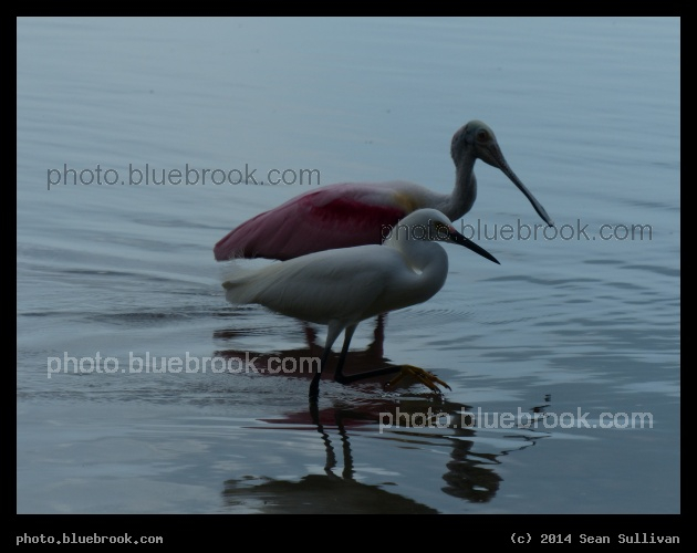 Spoonbill and Egret - Gulf of Mexico, St Petersburg FL