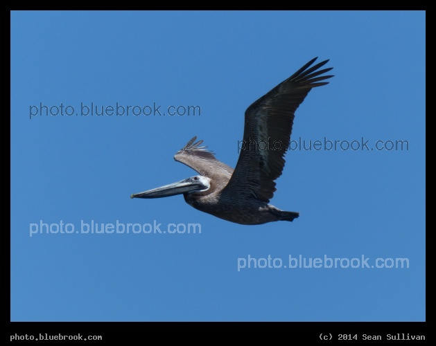 Pelican - Merritt Island National Wildlife Refuge, FL