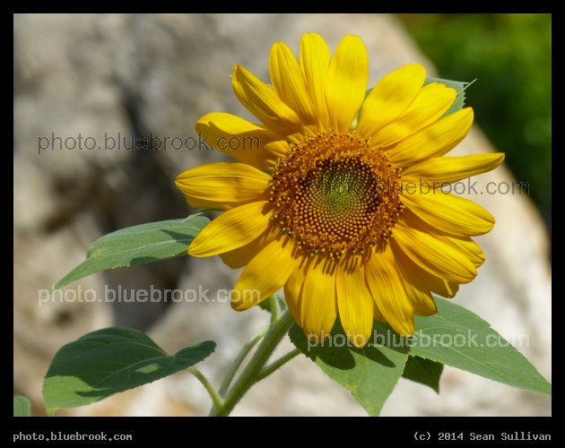 Florida Sunflower - St Petersburg, FL