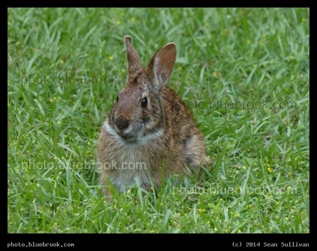 Rabbit in the Grass - Boone Hall Plantation, Mt Pleasant SC