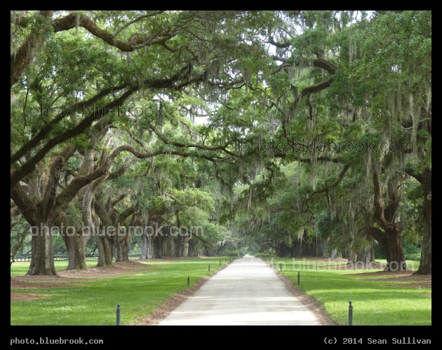 Rows of Oaks - Live Oaks planted in 1743, Boone Hall Plantation, Mt Pleasant SC