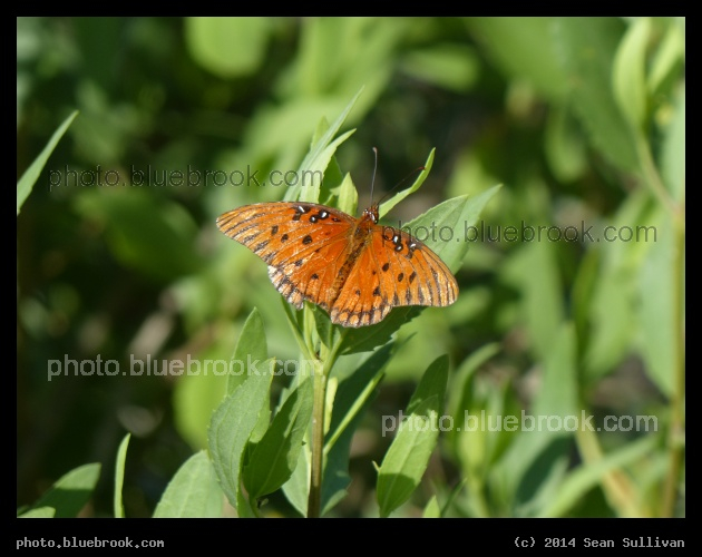 Orange Wings - Merritt Island National Wildlife Refuge, FL