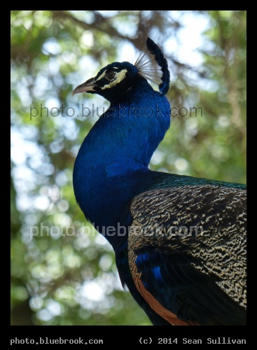Portrait of a Peacock - Weeki Wachee, FL