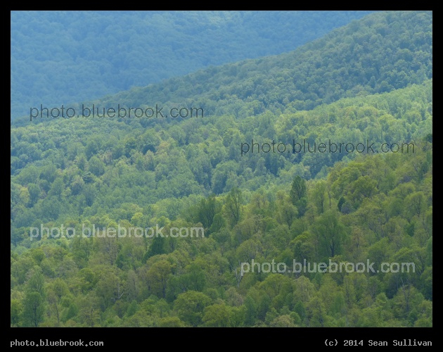 Waves of Trees - Blue Ridge Mountains from Skyline Drive, Shenandoah National Park