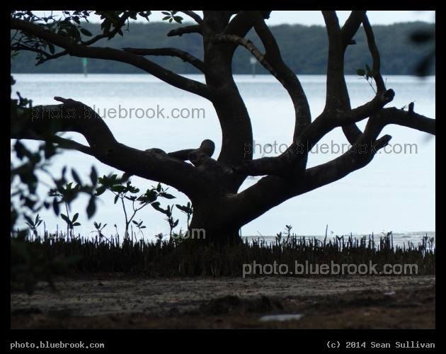 Branches by the Gulf - St Petersburg, FL