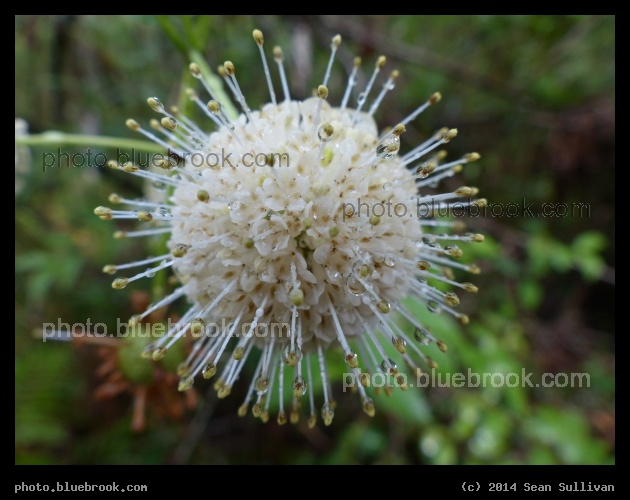 Droplets on a Buttonbush Flower - From the Big Cypress Bend boardwalk, Fakahatchee Strand Preserve State Park, near Copeland FL