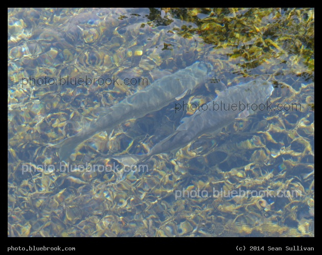 Pair of Fish - Weeki Wachee Springs State Park, Weeki Wachee FL
