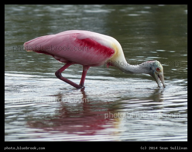 Pink Wings - Roseate Spoonbill, Gulf of Mexico, St Petersburg FL