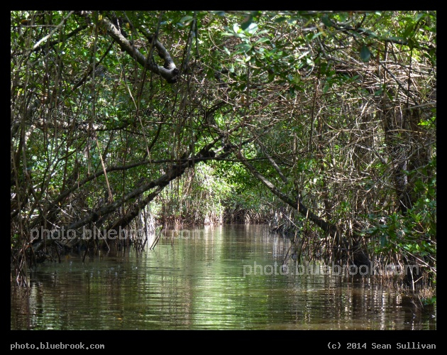Halfway Creek - Everglades, Florida
