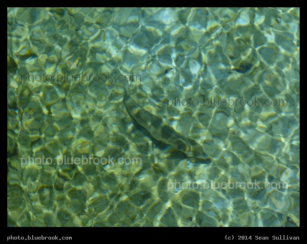 Fish in Clear Water - Weeki Wachee State Park, FL