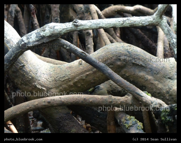 Tangle of Roots - Islamorada, Florida Keys