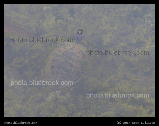 Obscure Turtle - H.P Williams Roadside Park on the Tamiami Trail, Big Cypress National Preserve, Ochopee FL