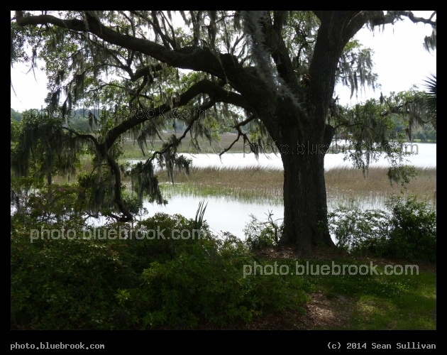 Oak by the Water - Boone Hall Plantation, Mt Pleasant SC
