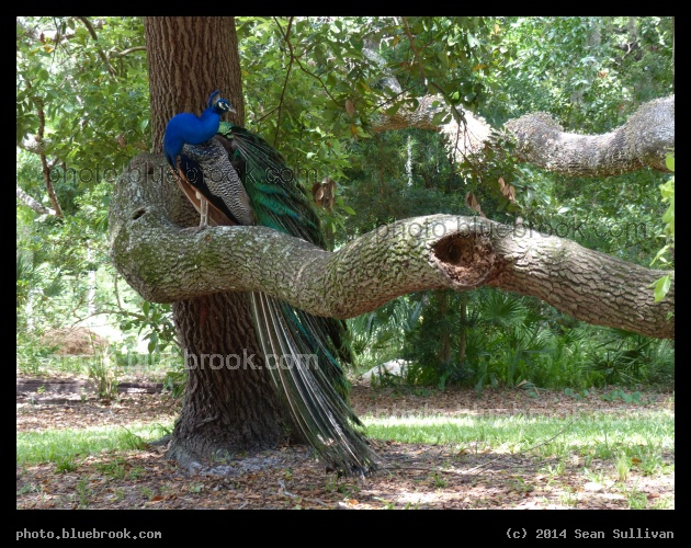 Elevated Peacock - Weeki Wachee State Park, FL